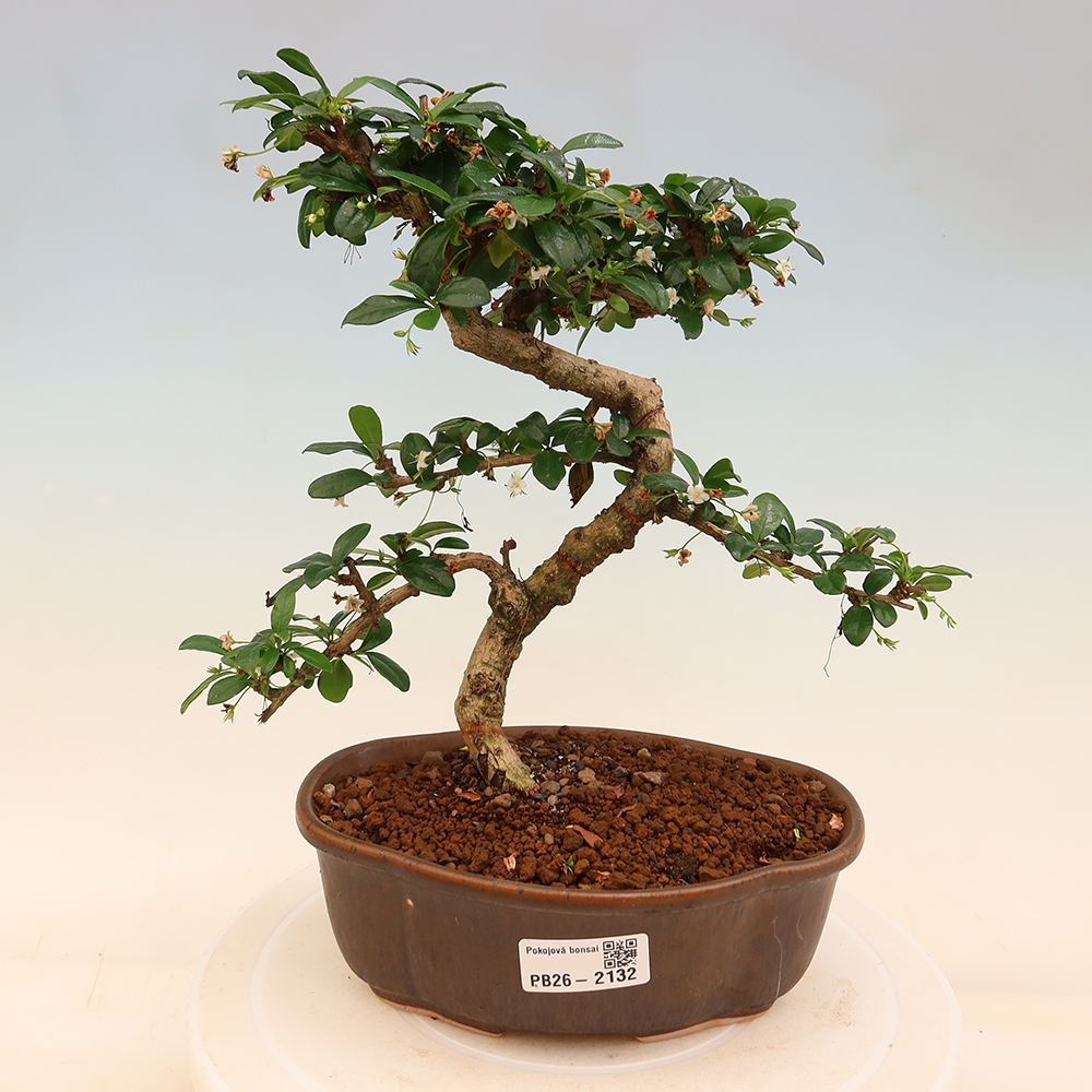 Szobai bonsai - Carmona macrophylla - Tea fuki