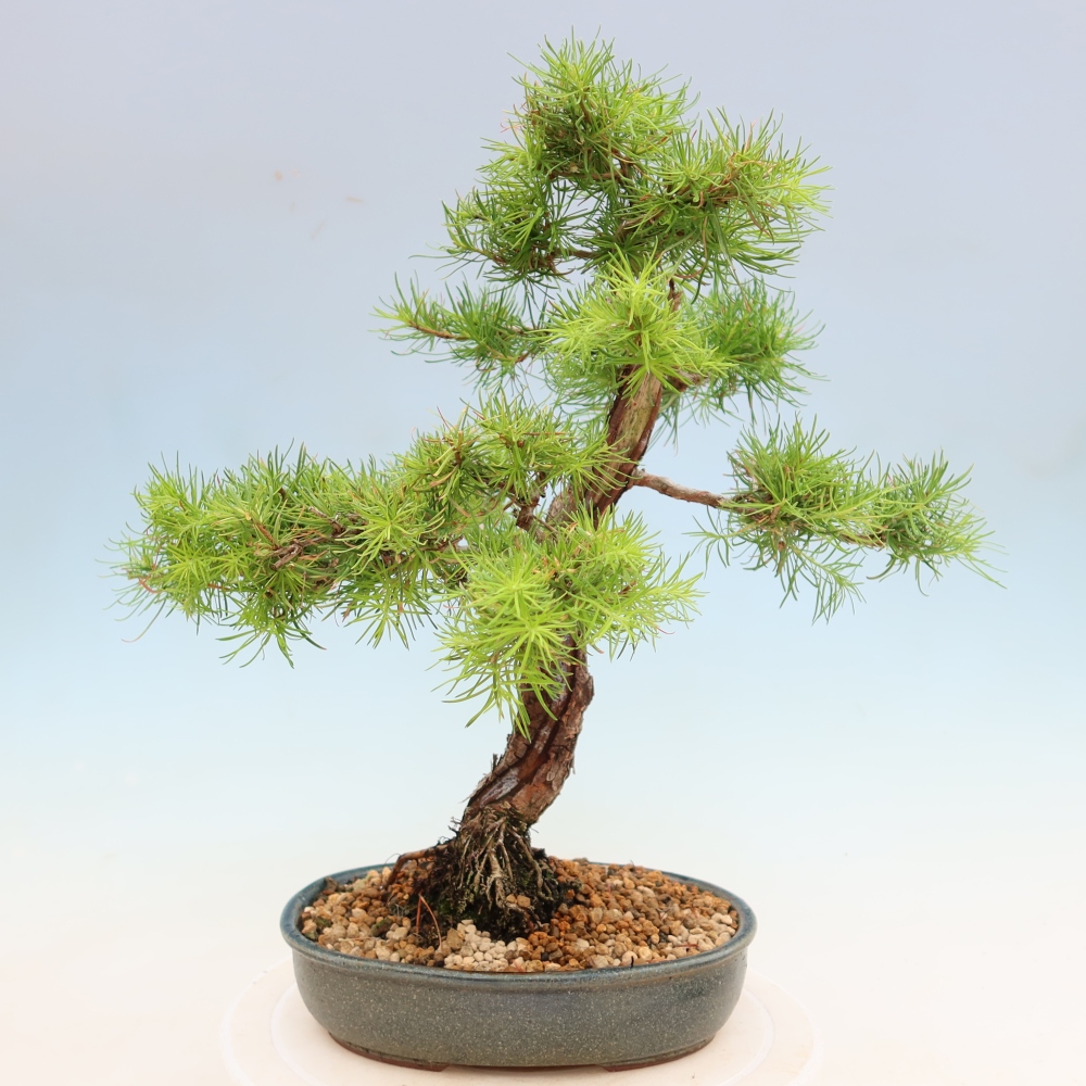 Kültéri bonsai - Larix decidua - vörösfenyő