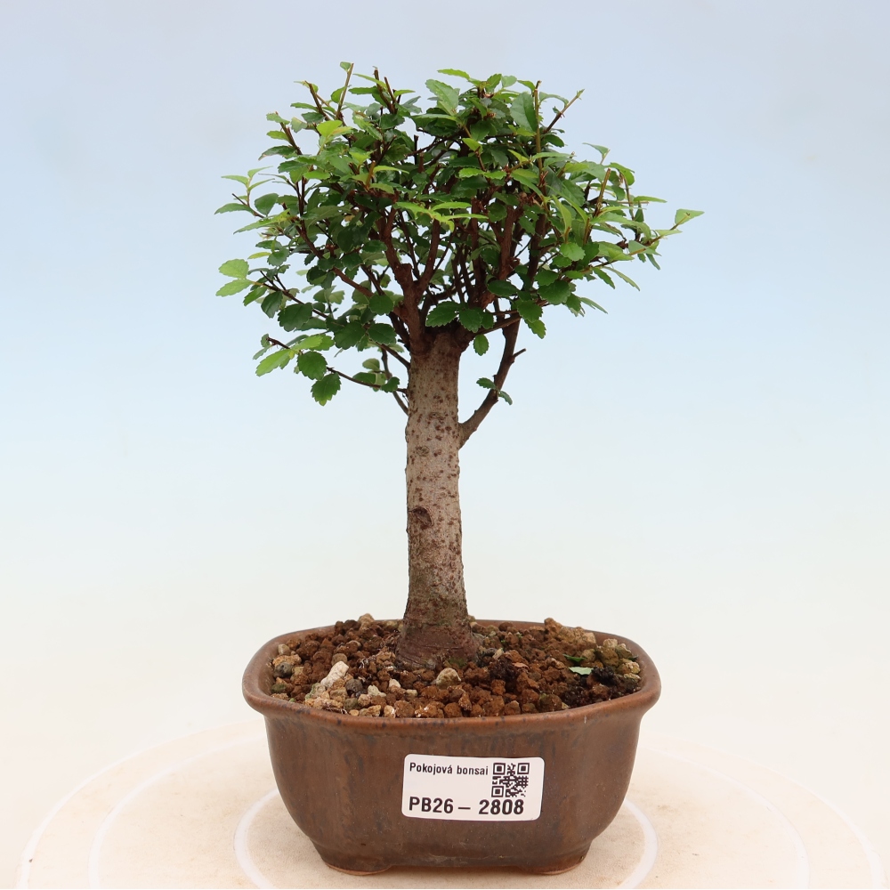 Szobai bonsai - Ulmus parvifolia - Kislevelű szilfa