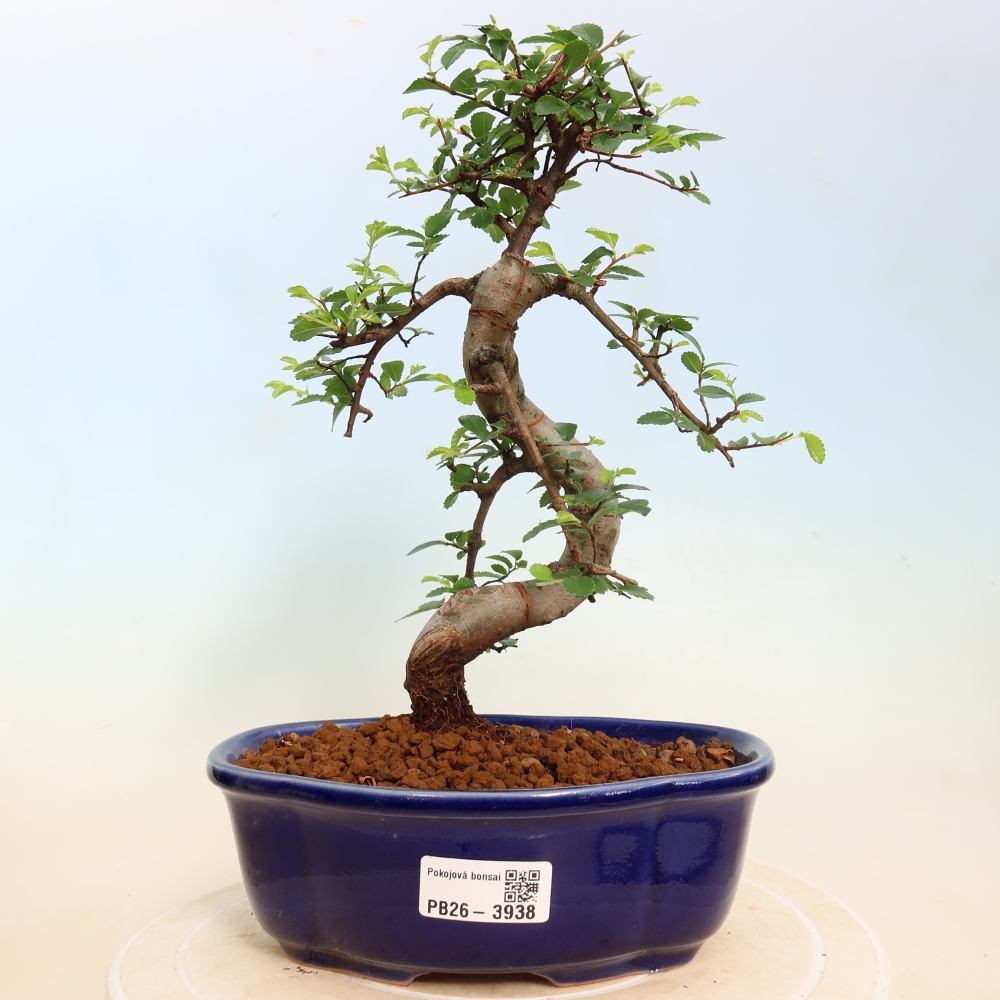 Szobai bonsai - Ulmus parvifolia - Kislevelű szilfa