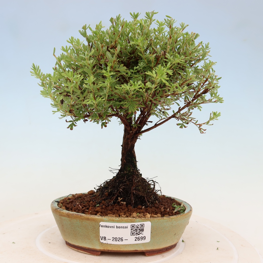 Kültéri bonsai – bokros potentilla – Potentilla fruticosa Goldkissen