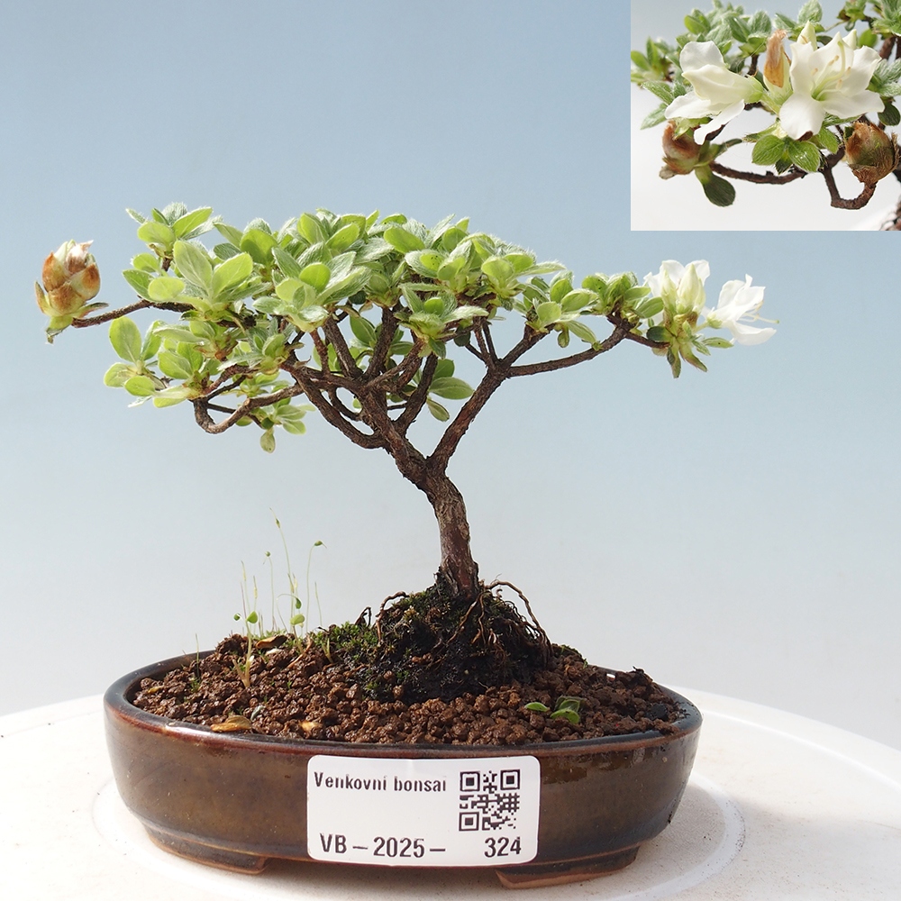 Kültéri bonsai - Rhododendron indicum - japán azálea