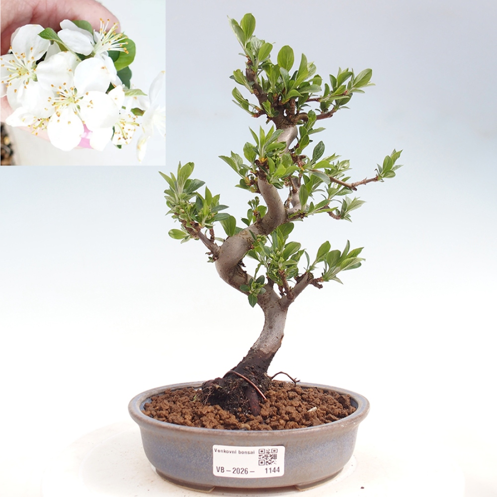 Kültéri bonsai - Malus sargentii - Kis gyümölcsű almafa
