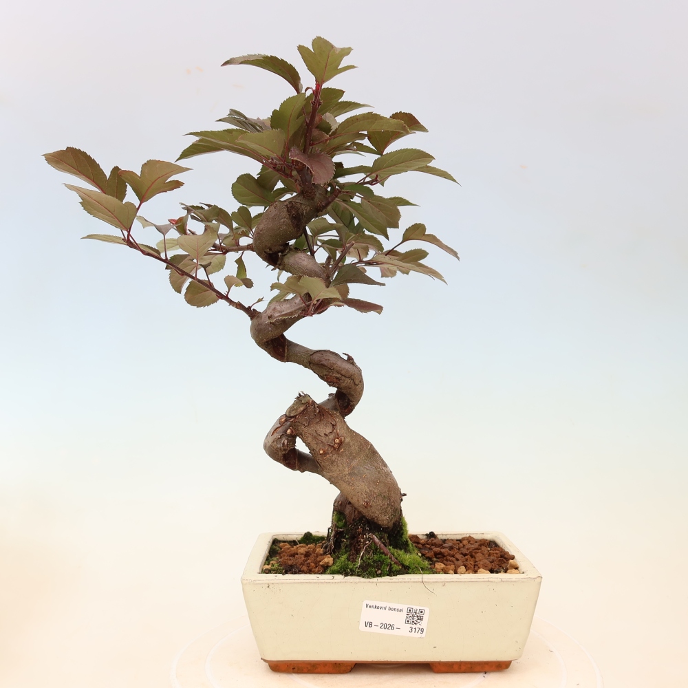 Kültéri bonsai -Malus domestica - Kis gyümölcsű piros levelű almafa