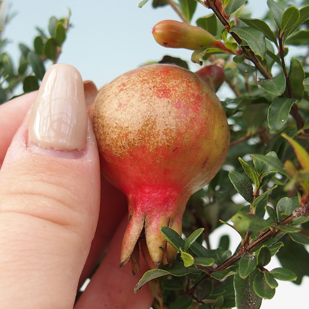 Szobai bonsai-PUNICA granatum nana-gránátalma