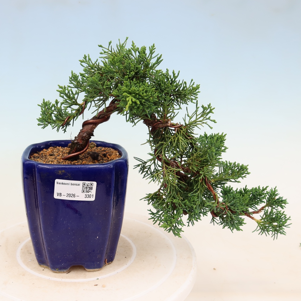 Kültéri bonsai - Juniperus chinensis Kishu