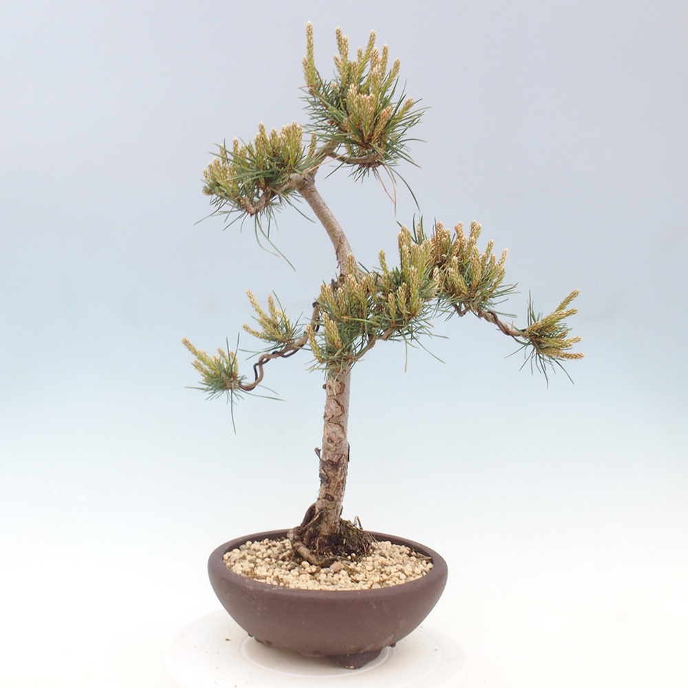 Kültéri bonsai - Pinus Sylvestris Watererri - erdeifenyő
