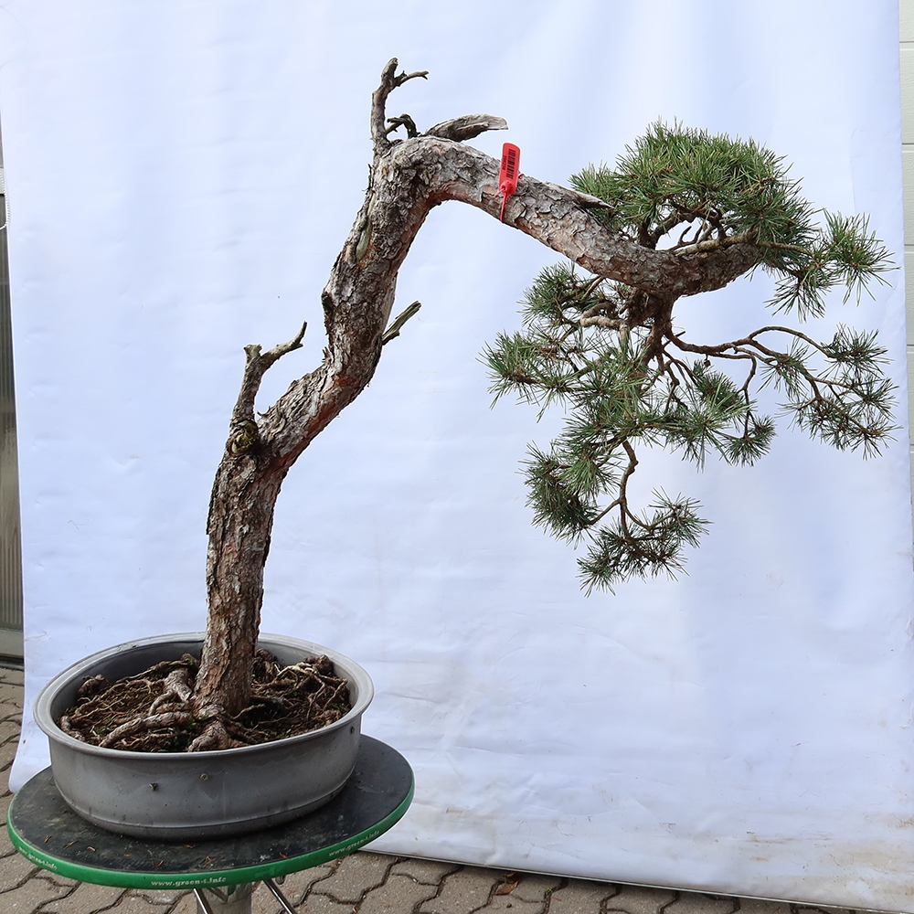 Pinus sylvestris Spanyolország – erdei fenyő