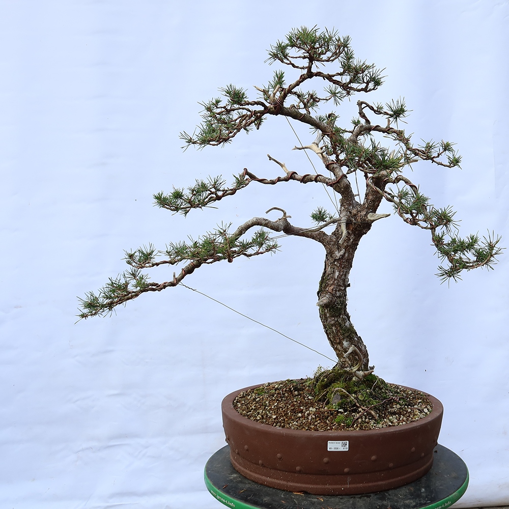 Pinus sylvestris Spanyolország – erdei fenyő