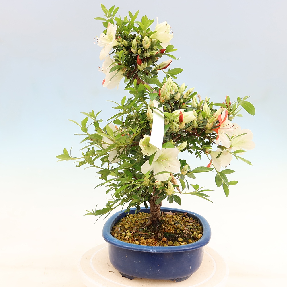 Kültéri bonsai - Japán azálea - Azálea Asahi-no-izumi