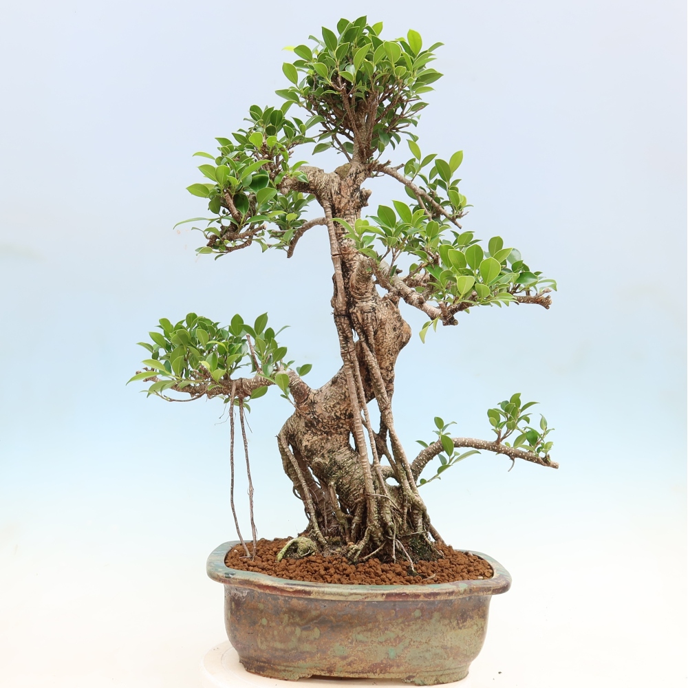 Szobai bonsai - Ficus kimmen - kislevelű fikusz