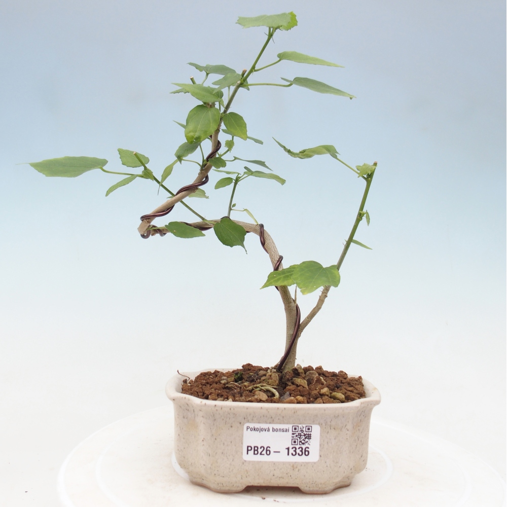 Beltéri bonsai - Malvaviscus arboreus