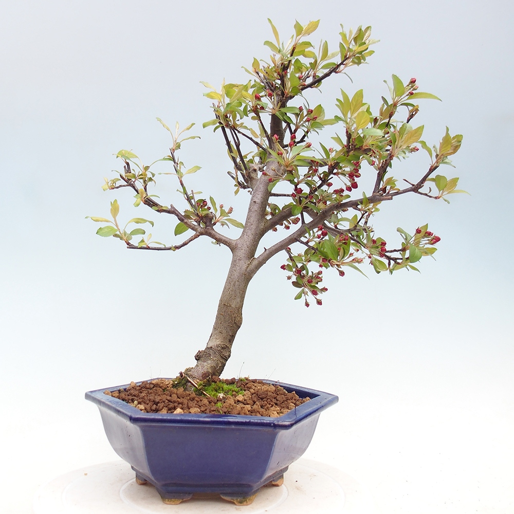 Kültéri bonsai -Malus domestica - Kis gyümölcsű piros levelű almafa