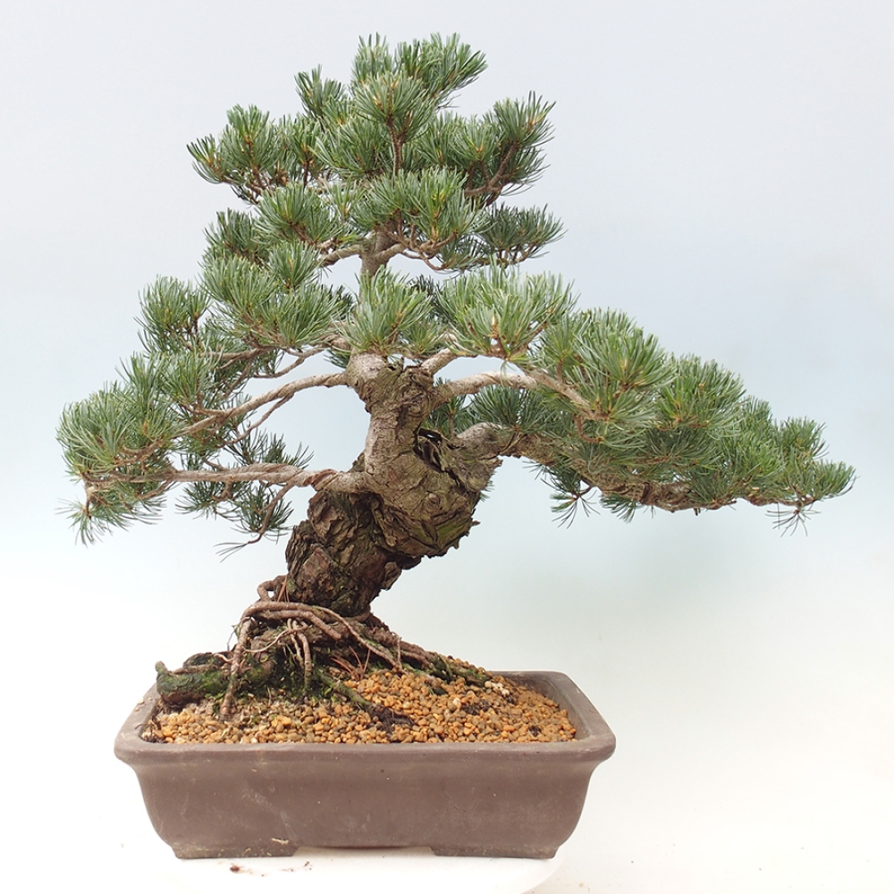 Kültéri bonsai - Pinus parviflora - Pinus parviflora
