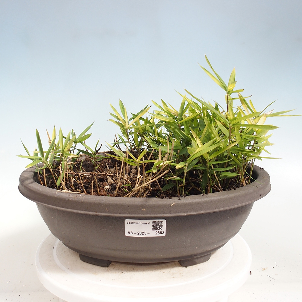 Kültéri bonsai - Pleioblastus argenteostriatus f.pumilus - Törpebambusz