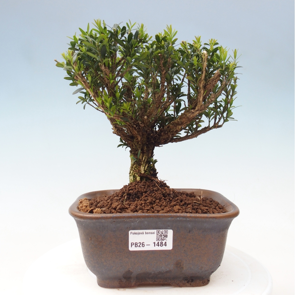 Szobai bonsai - Buxus harlandii - parafa buxus
