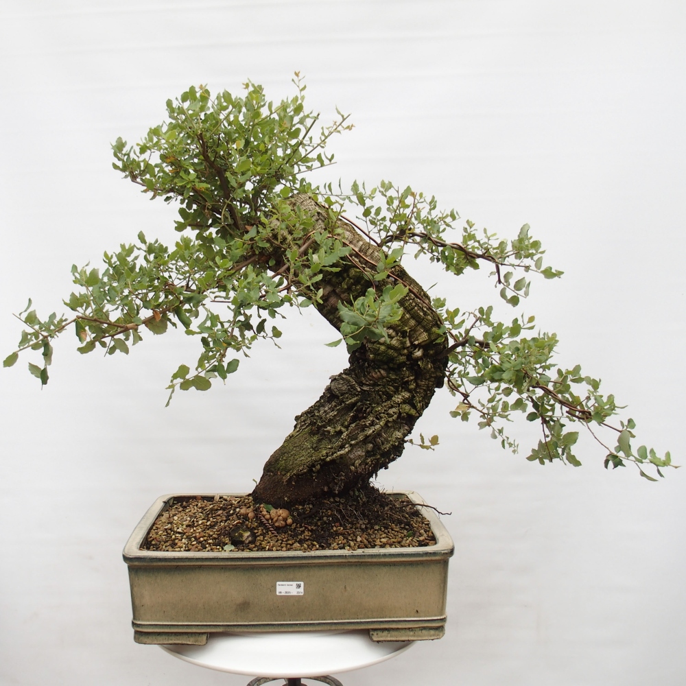 kültéri bonsai Quercus suber - parafa tölgy