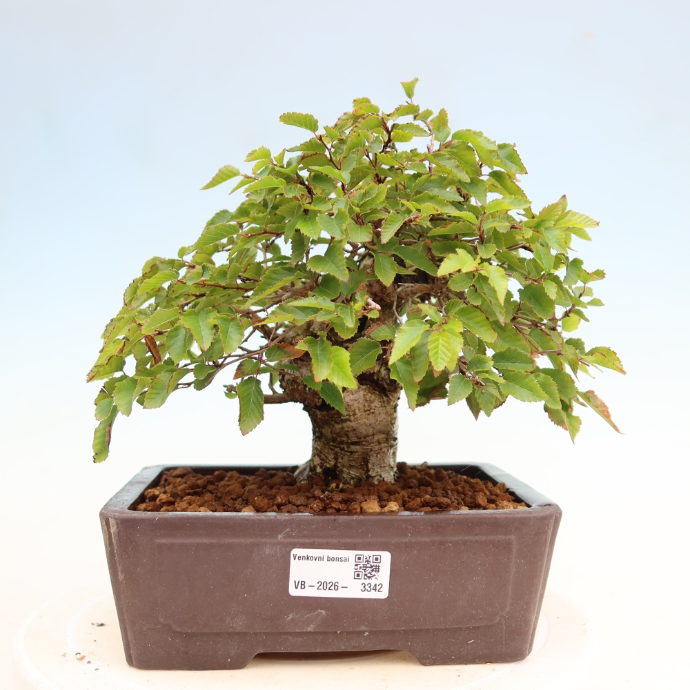 Kültéri bonsai -Carpinus Coreana - Koreai gyertyánfa