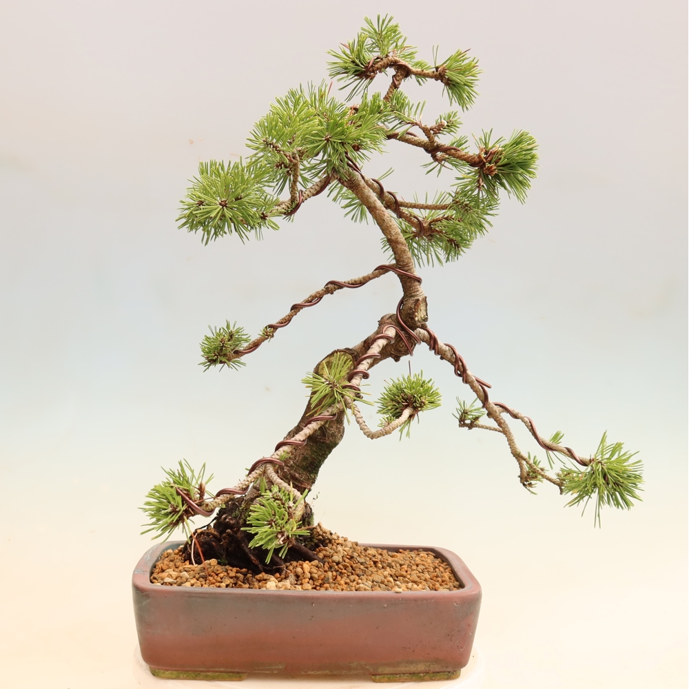 Kültéri bonsai – Pinus mugo Humpy – Törpefenyő