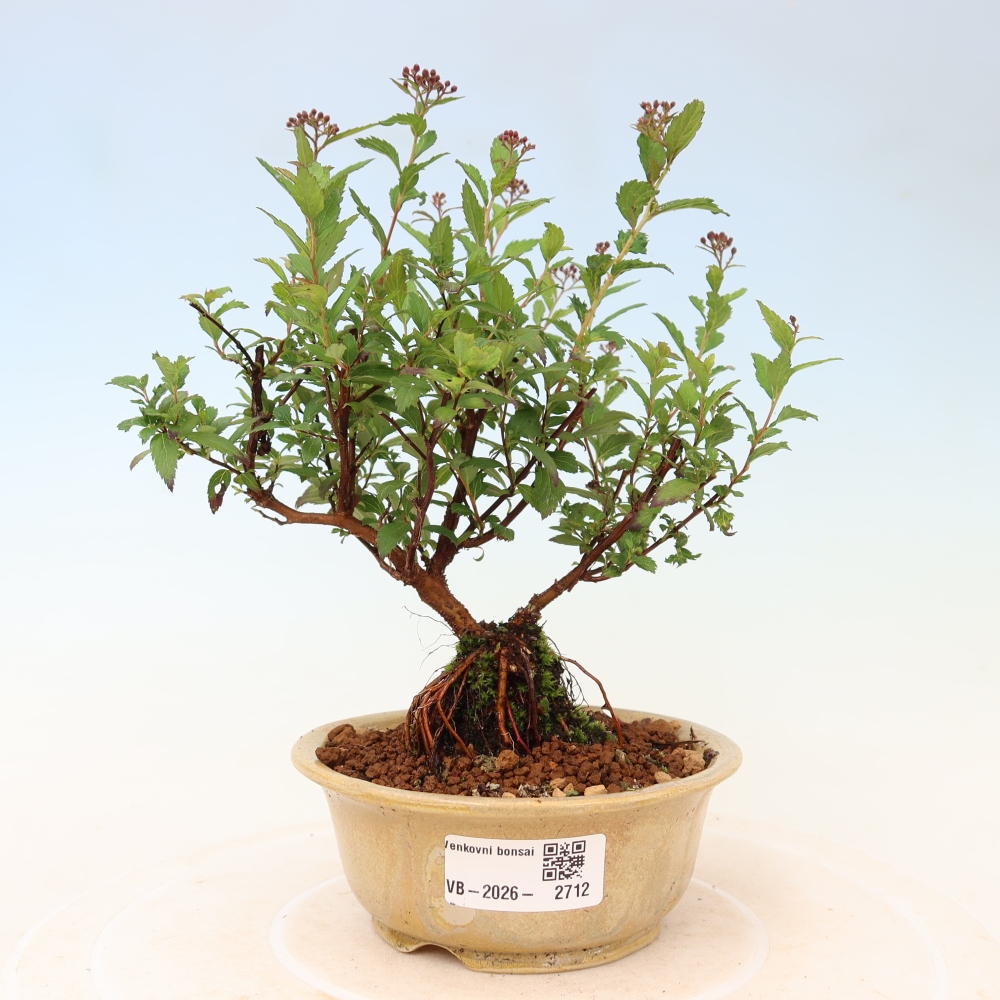Kültéri bonsai – japán spirea – Spirea japonica Anthony Waterer