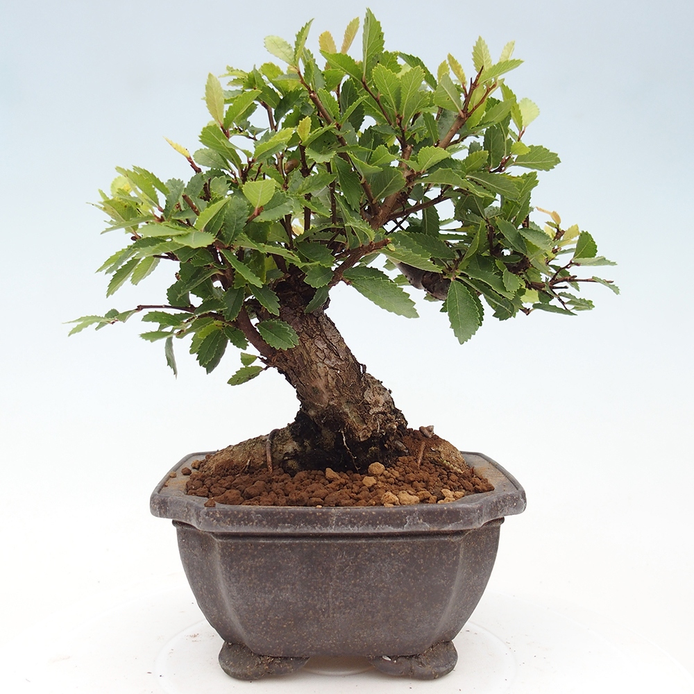 Kültéri bonsai - Zelkova - Zelkova NIRE