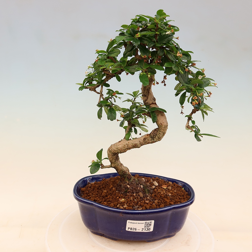 Szobai bonsai - Carmona macrophylla - Tea fuki