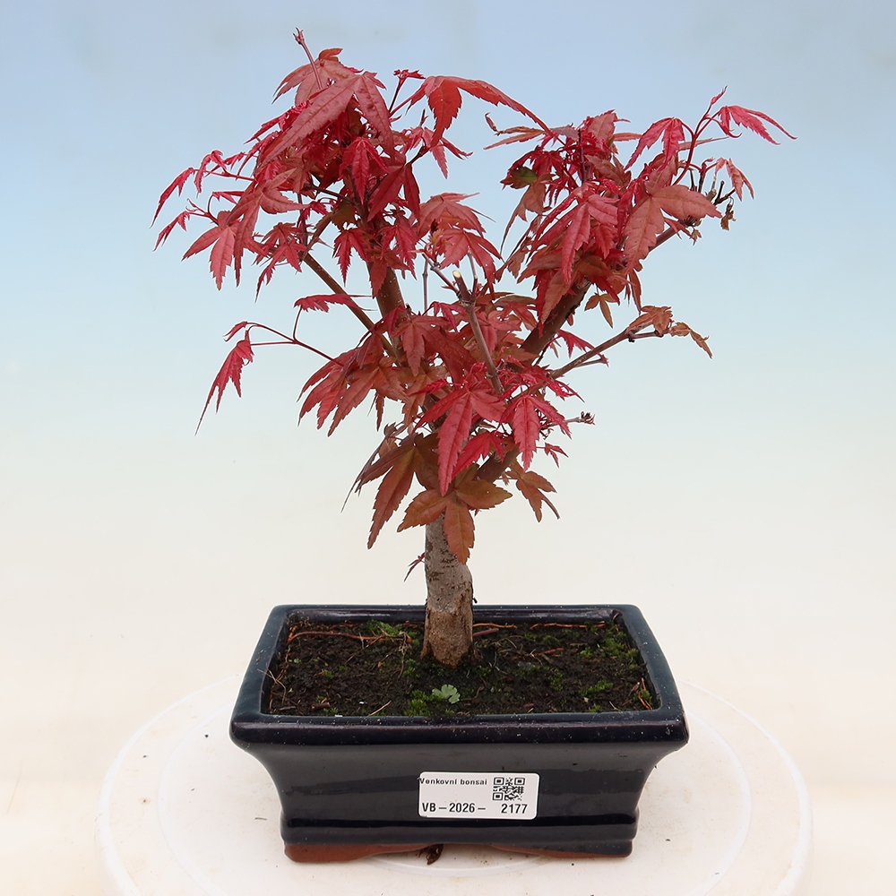 Kültéri bonsai - Acer palmatum DESHOJO