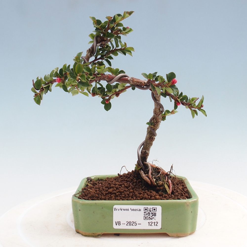 Kültéri bonsai - Cotoneaster horizontalis - Rocky Mountain
