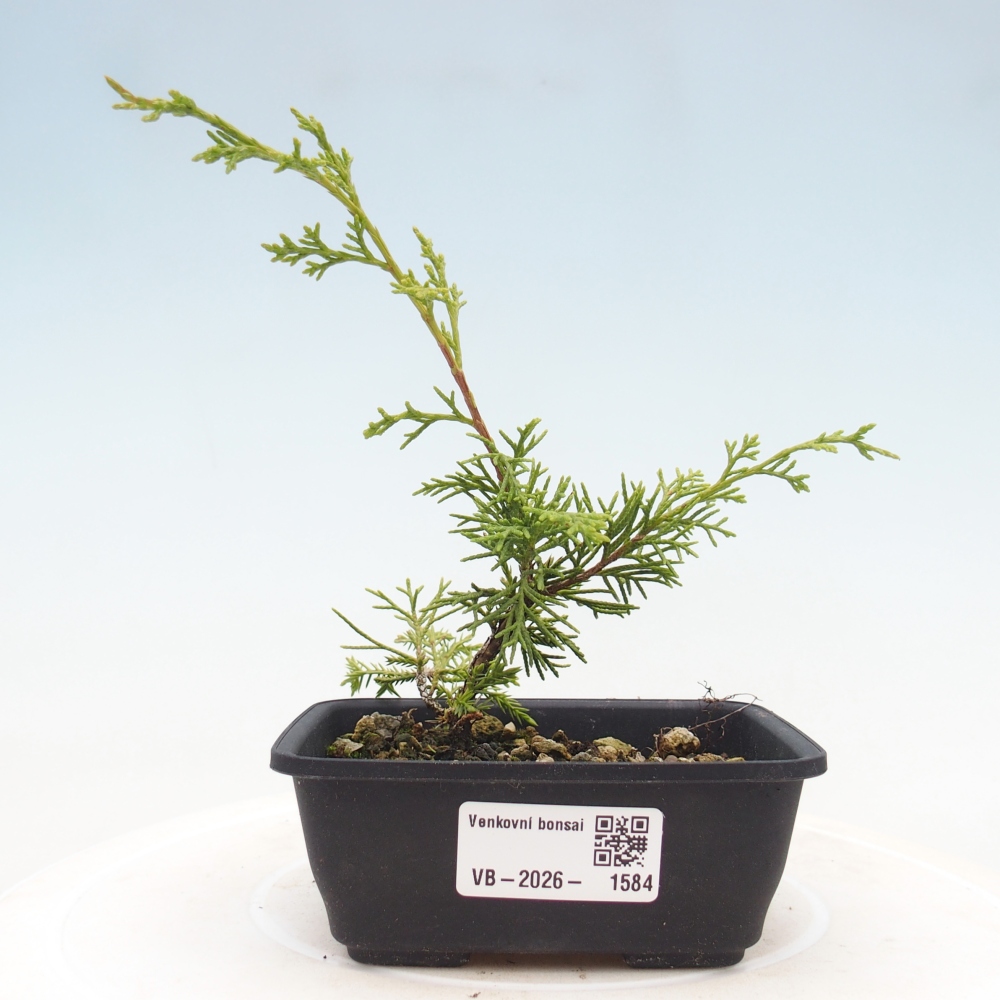 Kültéri bonsai - Juniperus chinensis Itoigawa