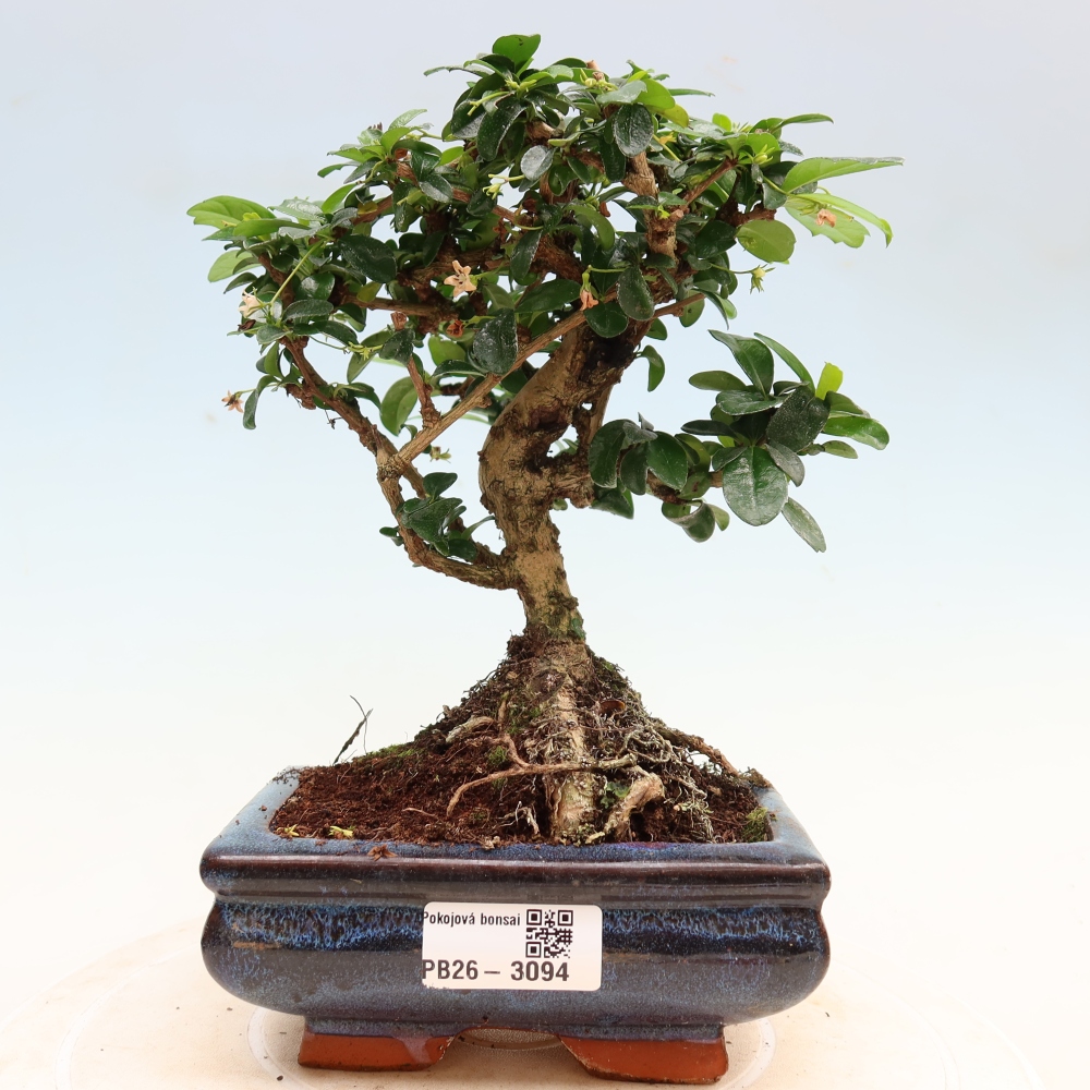 Szobai bonsai - Carmona macrophylla - Tea fuki