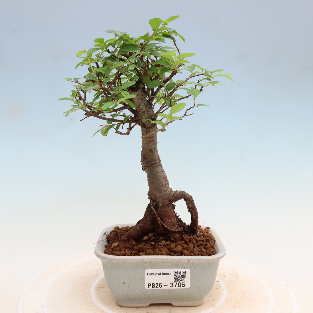 Szobai bonsai - Ulmus parvifolia - Kislevelű szilfa