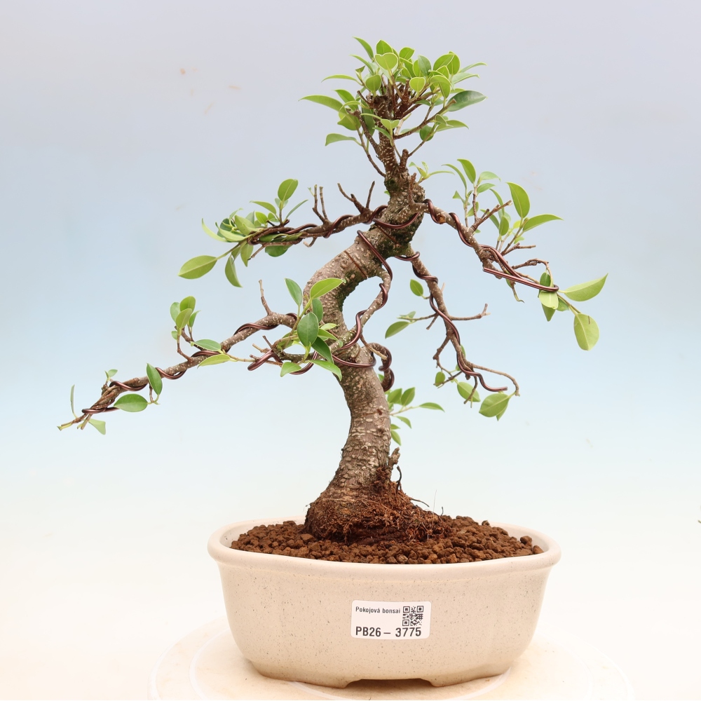 Szobai bonsai - Ficus kimmen - kislevelű fikusz