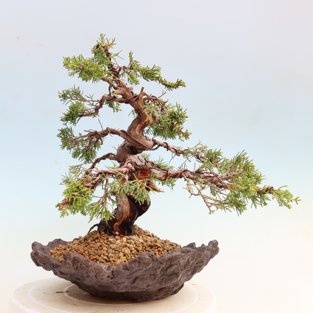 Kültéri bonsai - Juniperus chinensis Itoigawa-Juniperus chinensis