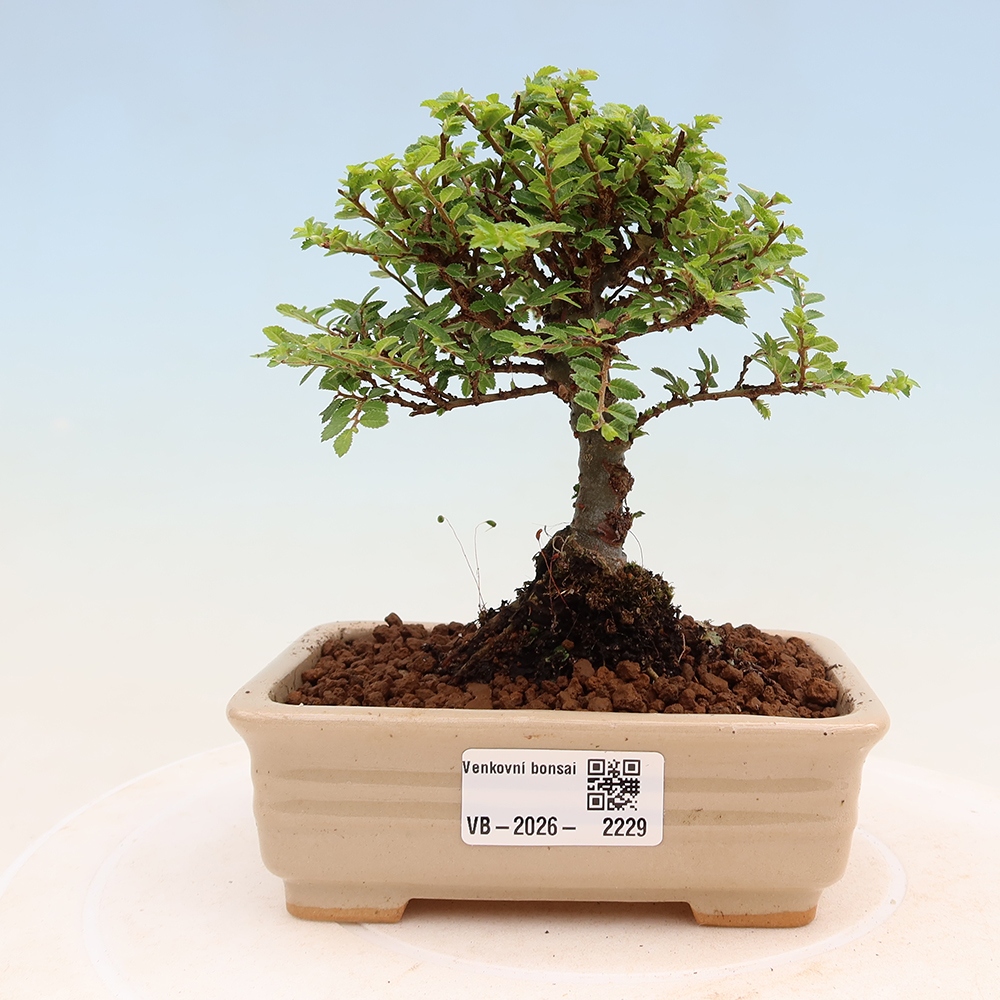 Kültéri bonsai - Ulmus parvifolia Sagei - Kislevelű szilfa