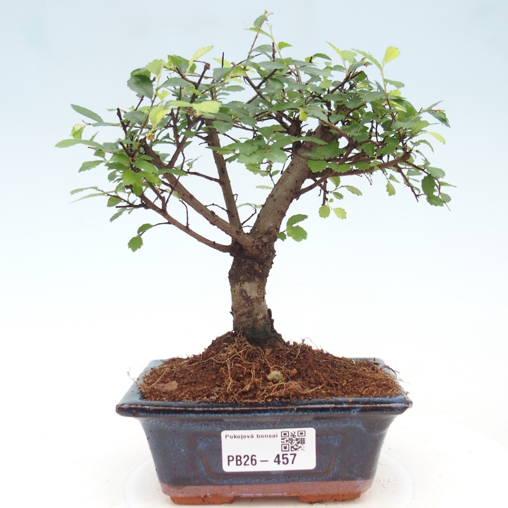 Szobai bonsai - Ulmus parvifolia - Kislevelű szilfa