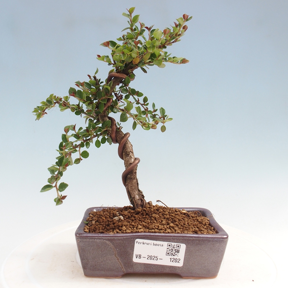 Kültéri bonsai - Cotoneaster horizontalis - Rocky Mountain