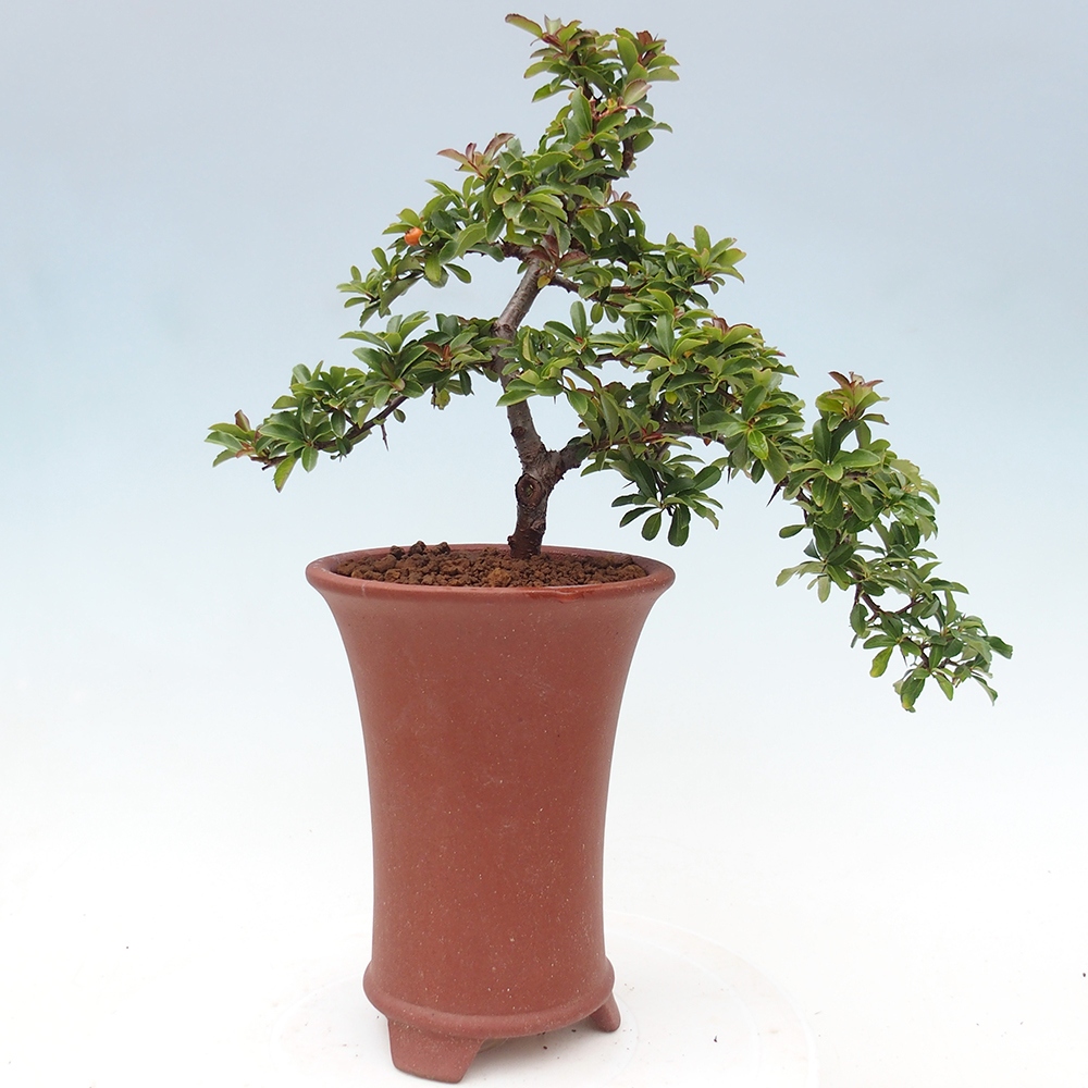 Kültéri bonsai-Pyracantha Teton - Hlox