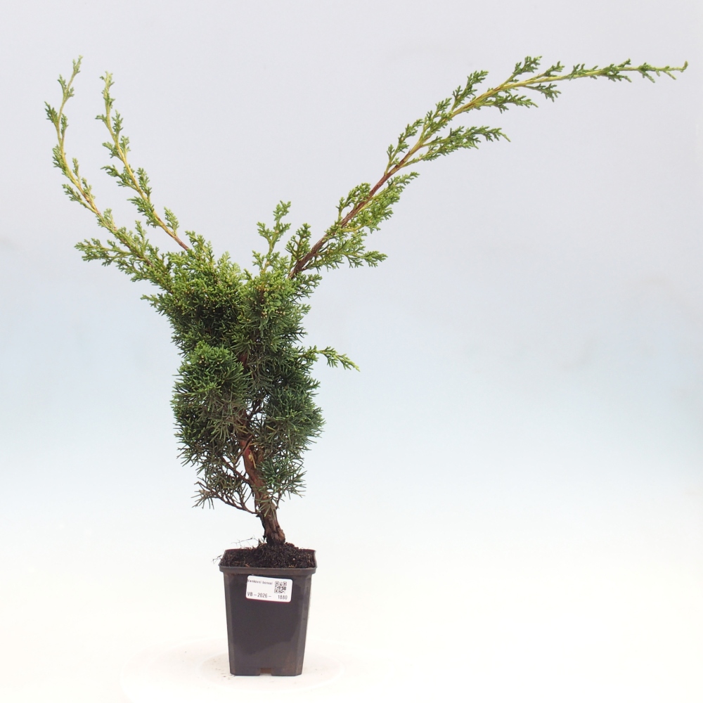 Kültéri bonsai - Juniperus chinensis Kishu