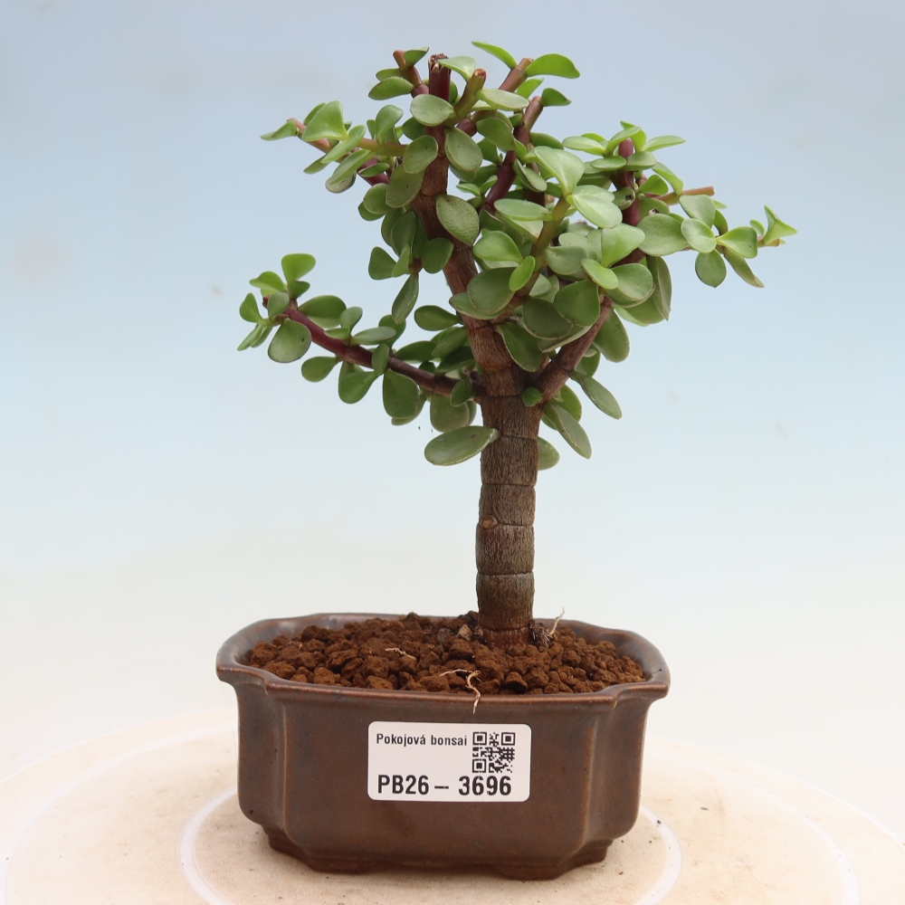 Szoba bonsai - Portulakaria Afra - Tlustice