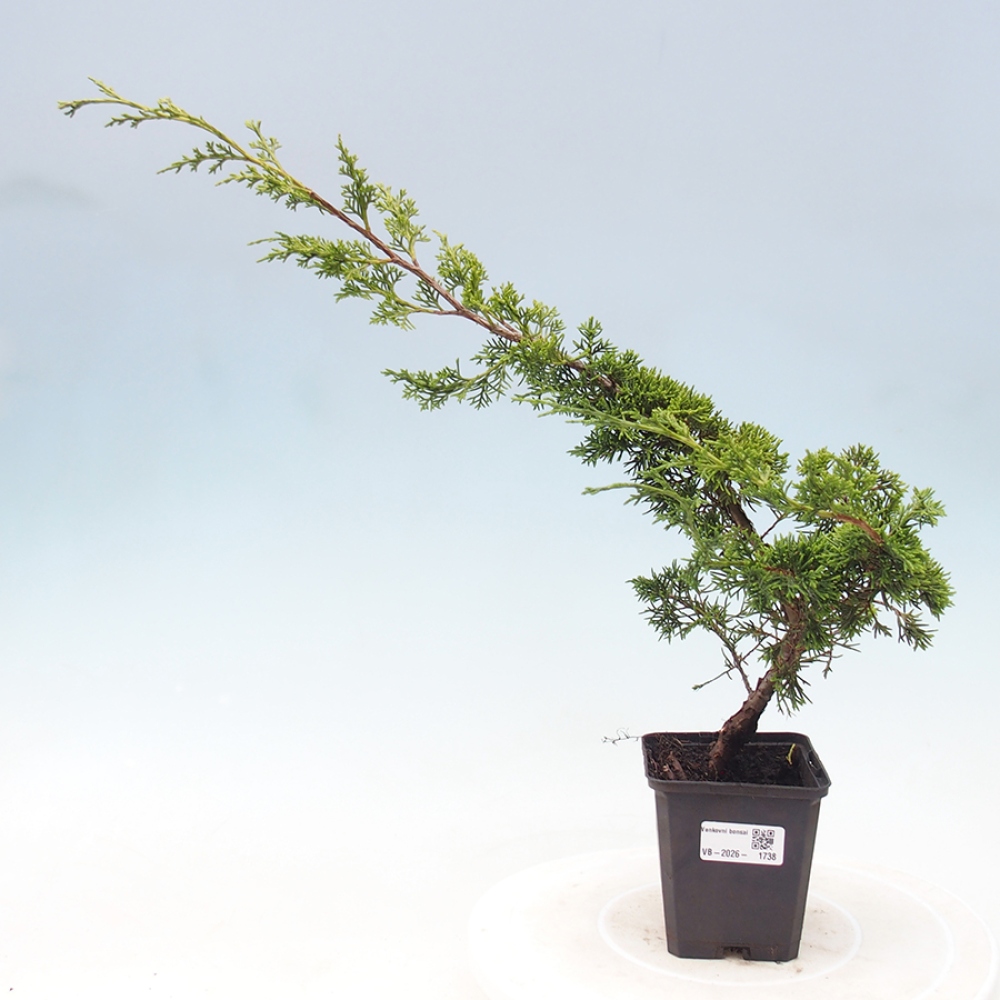 Kültéri bonsai - Juniperus chinensis Itoigawa