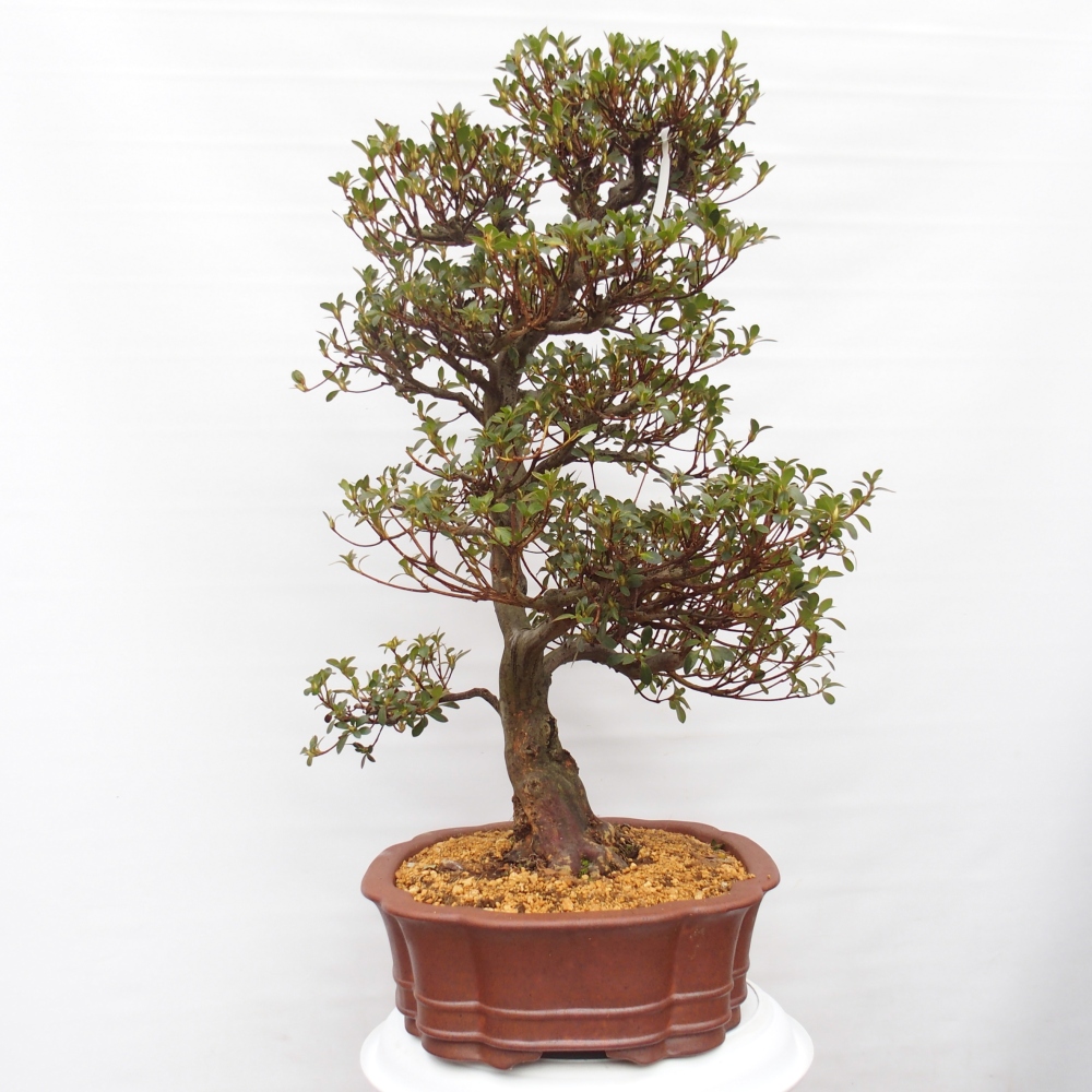 Kültéri bonsai - Japán azálea - Azalea Sansei