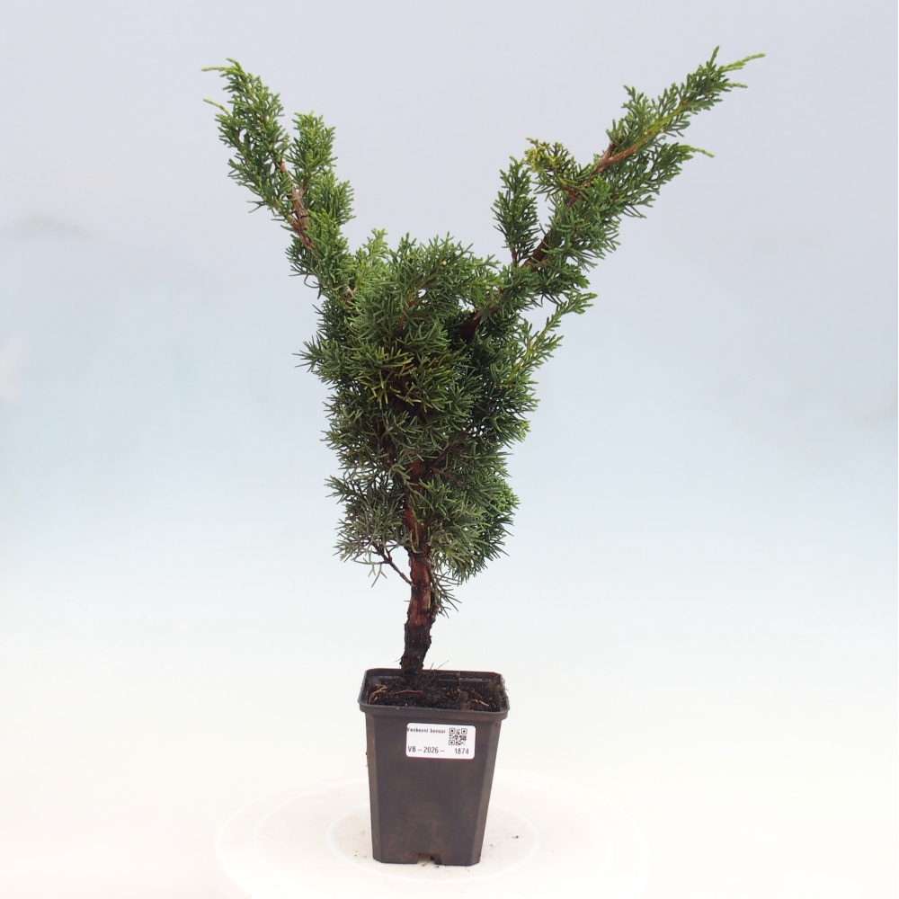 Kültéri bonsai - Juniperus chinensis Kishu