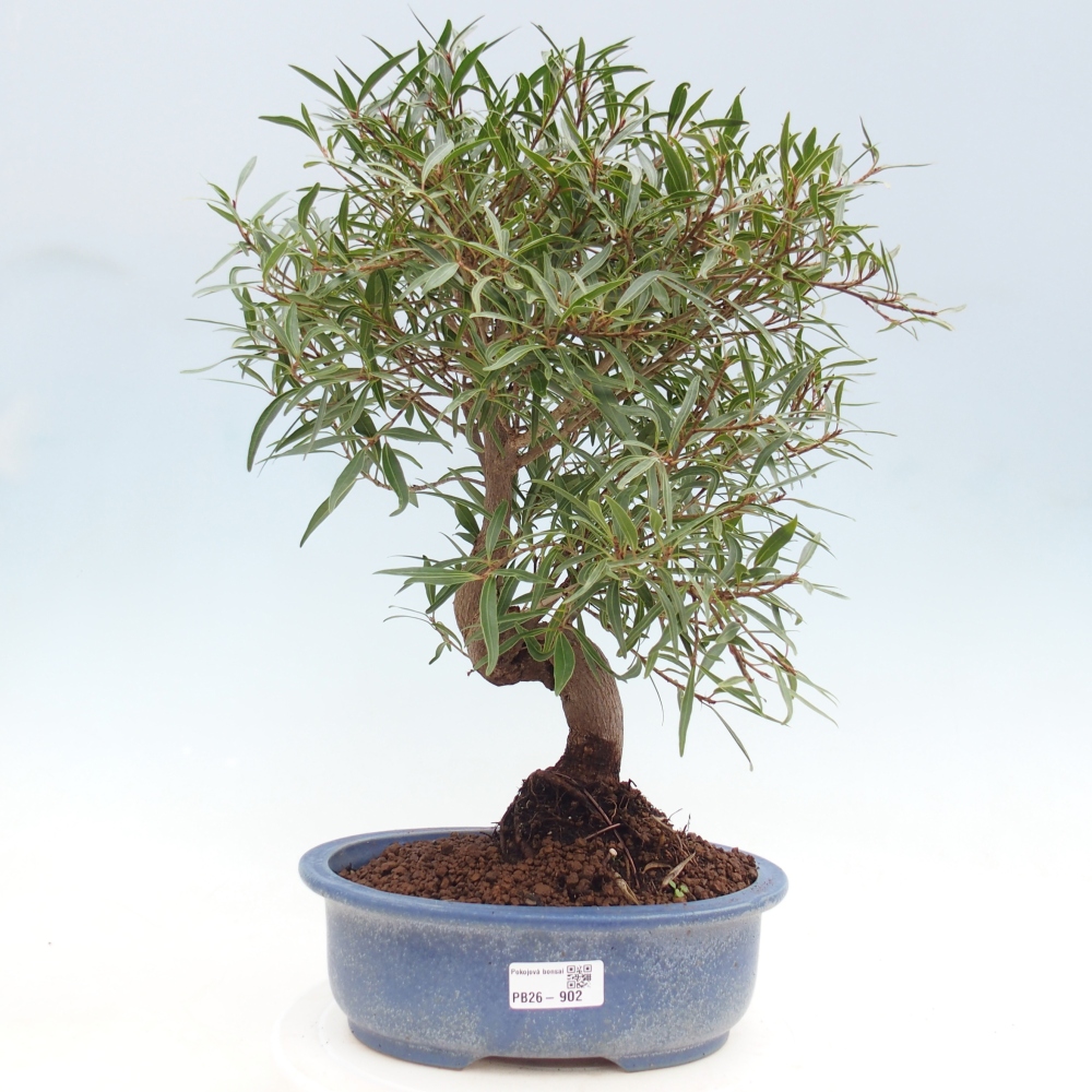 Szobai bonsai - Ficus nerifolia - kislevelű fikusz