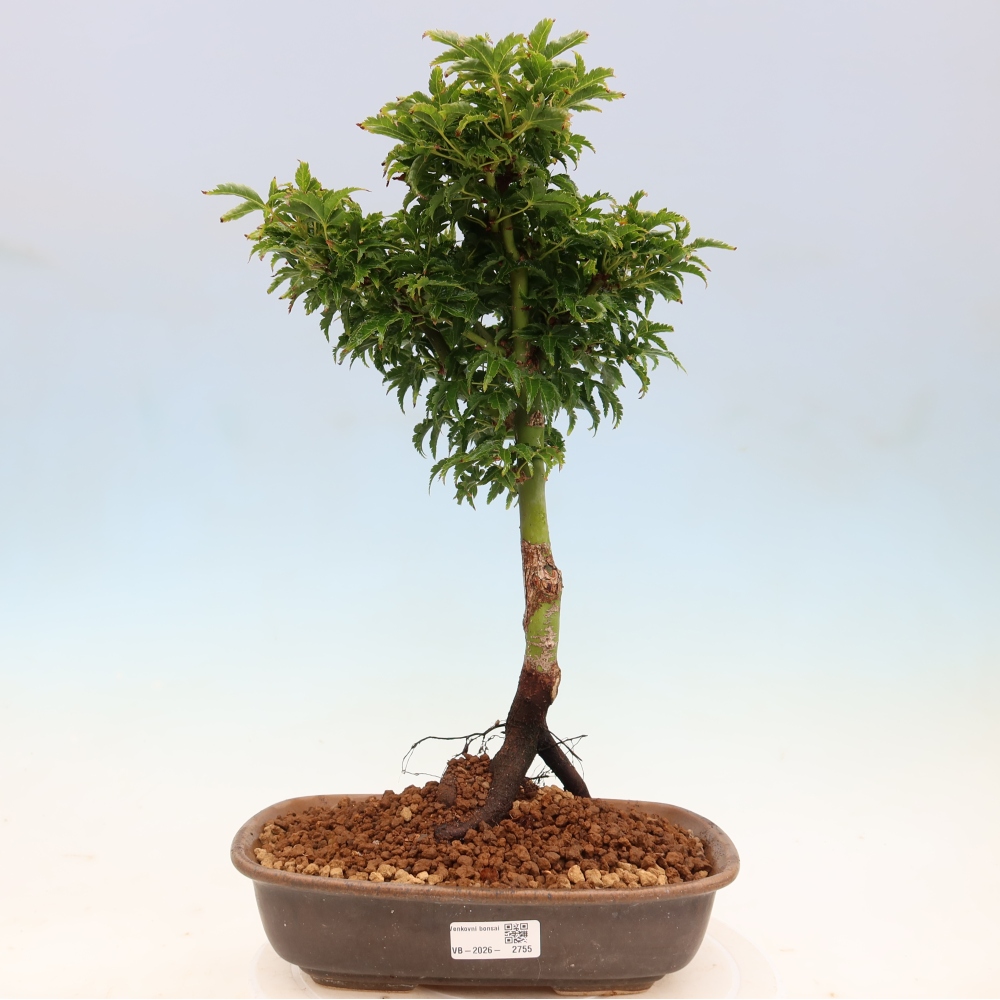 Kültéri bonsai -Javor pálma Acer palmatum Shishigashira
