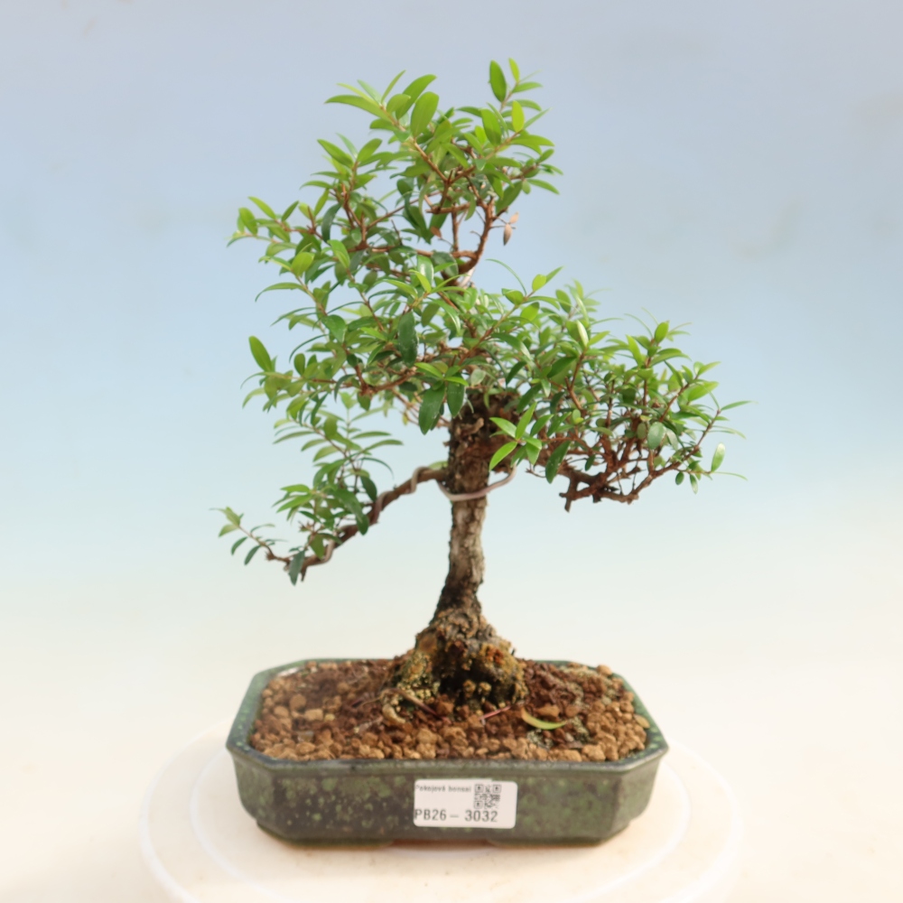 Szobai bonsai - Myrtus communis - Mirtus communis - Mirtusz