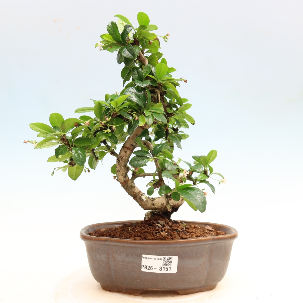 Szobai bonsai - Carmona macrophylla - Tea fuki