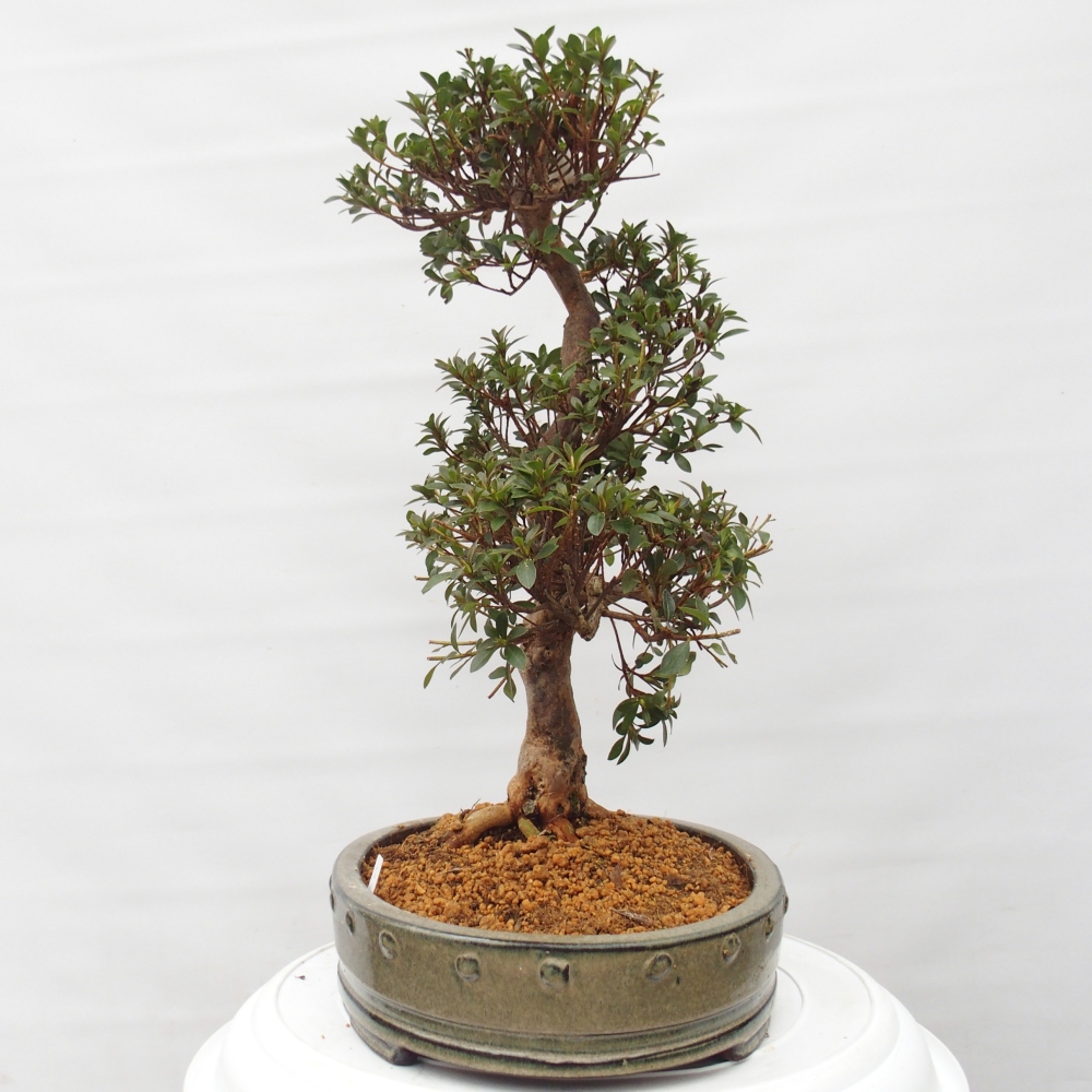 Kültéri bonsai - Japán azálea - Azalea Hanatsuzuri