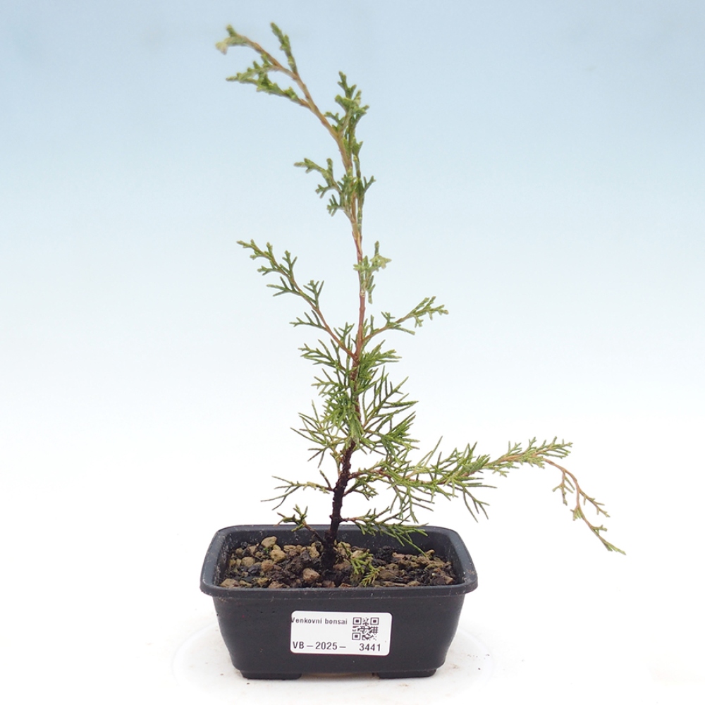 Kültéri bonsai - Juniperus chinensis Itoigawa