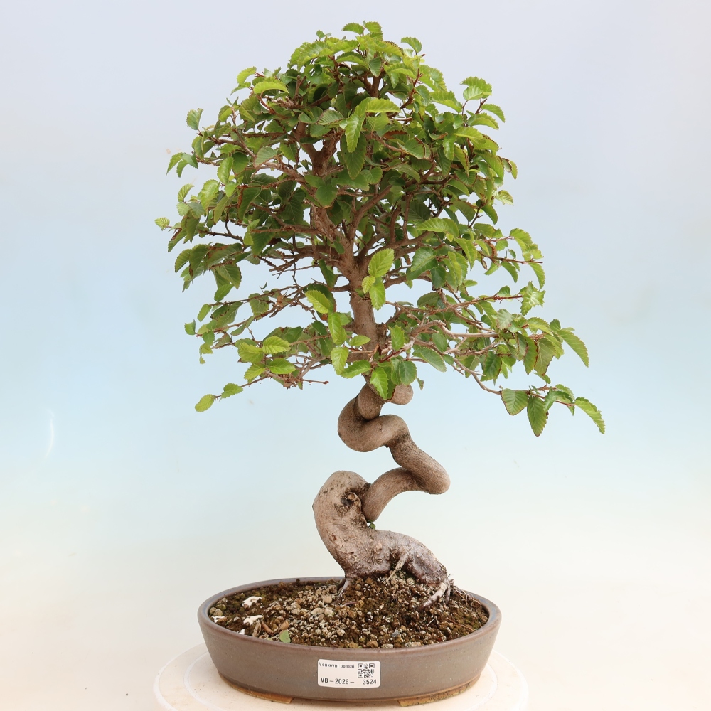 Kültéri bonsai -Carpinus CARPINOIDES - Koreai gyertyánfa
