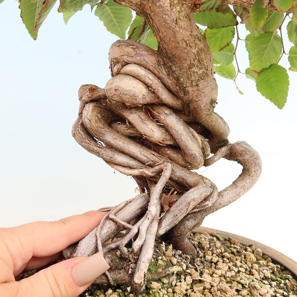Kültéri bonsai -Carpinus CARPINOIDES - Koreai gyertyánfa